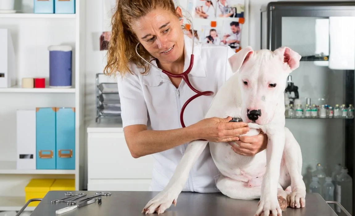 Explore the top ten risk factors for diabetes in dogs, understanding the hidden threats that could impact your furry friend's health.