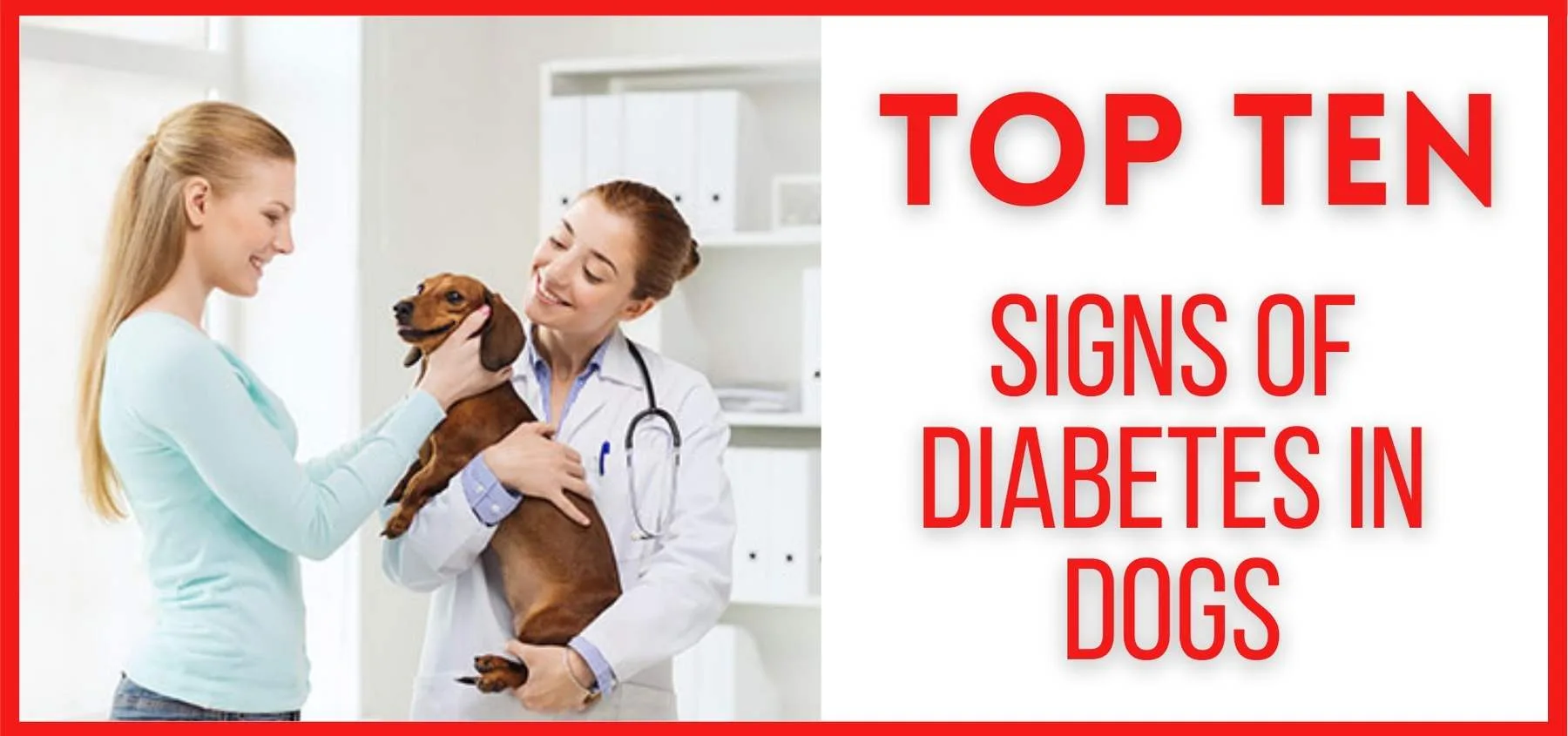 Top Ten Signs of Diabetes in Dogs