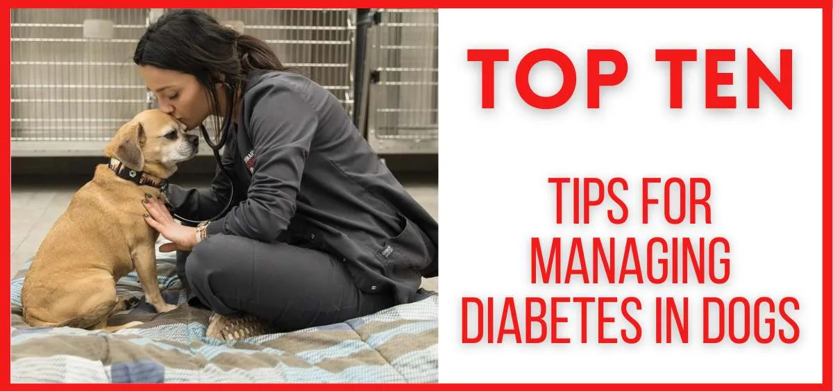 Top-Ten-Tips-for-Managing-Diabetes-in-Dogs