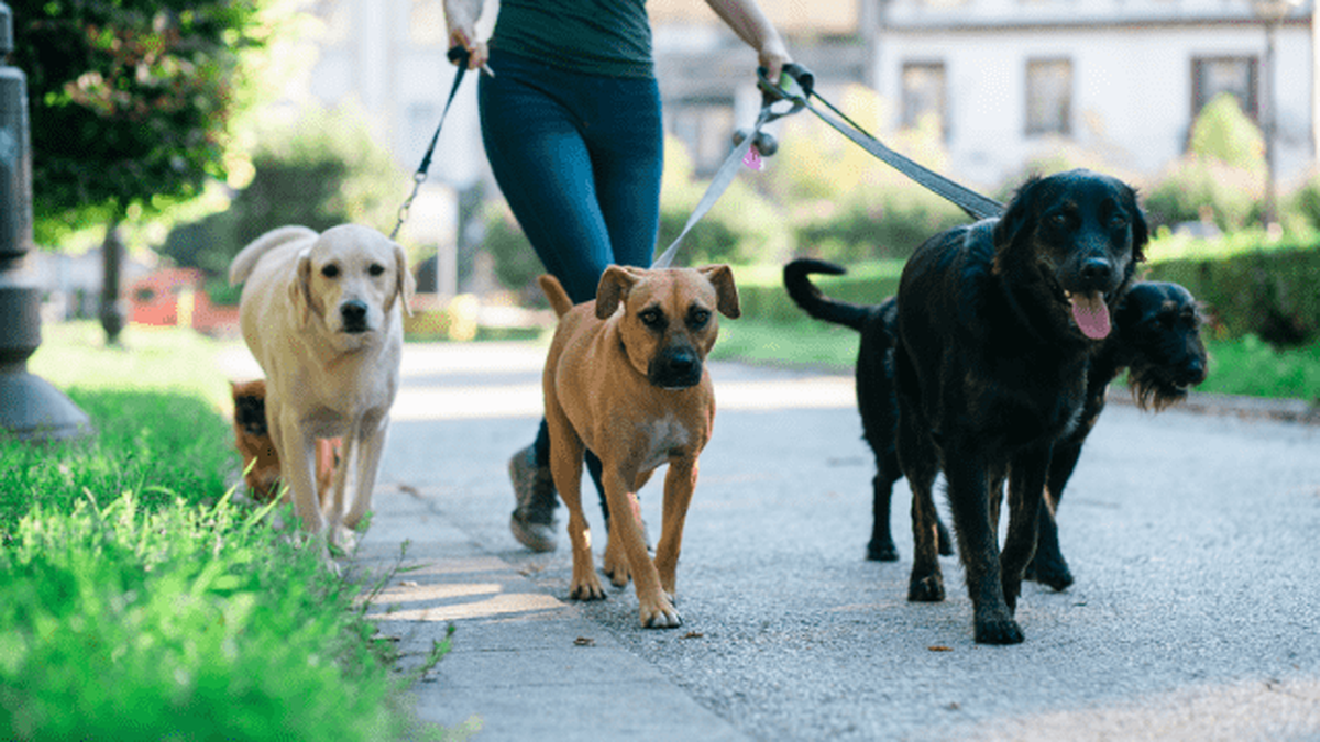 Top 10 Dog Walking Apps in 2024