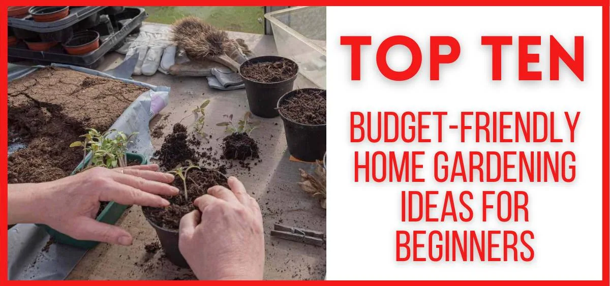 Top 10 Budget-Friendly Home Gardening Ideas for Beginners