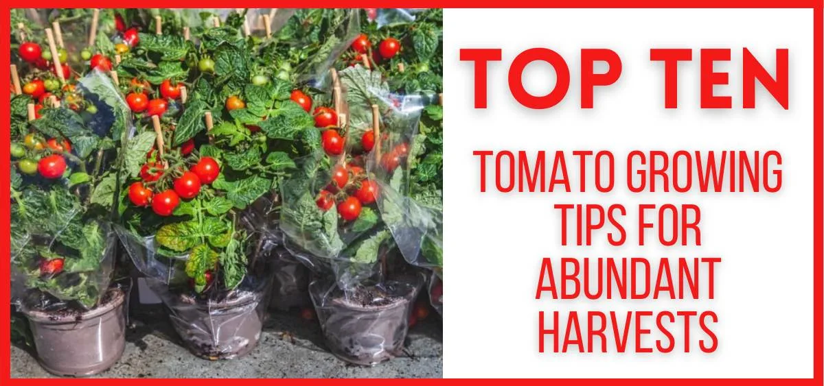 Top 10 Tomato Growing Tips for Abundant Harvests