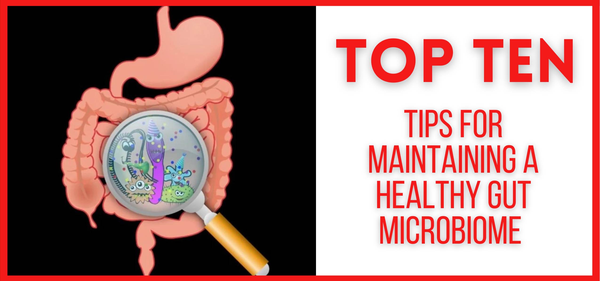 showing the image of Healthy Gut Microbiome