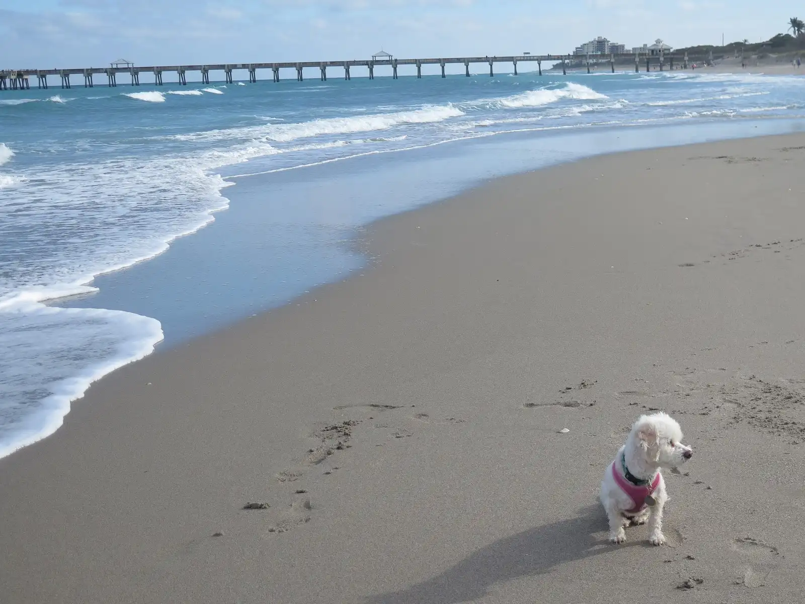 showing the image of " Jupiter Dog Beach, Jupiter, Florida ", one of the Top 10 Dog-friendly beaches in the USA