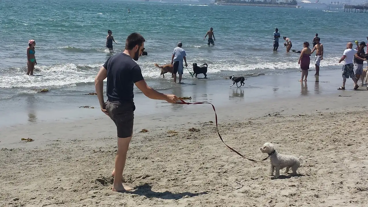 showing the image of " Rosie's Dog Beach, Long Beach, California", one of the Top 10 Dog-friendly beaches in the USA