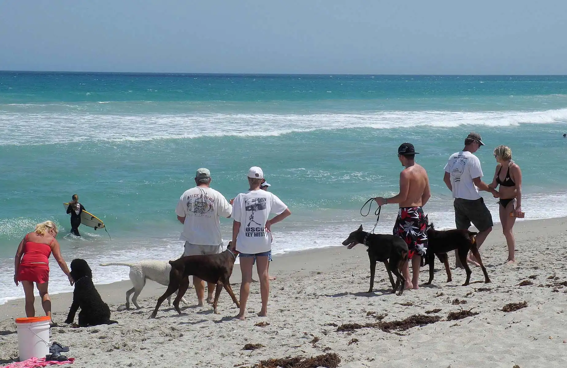 showing the image of " Huntington Dog Beach, Huntington Beach, California ", one of the Top 10 Dog-friendly beaches in the USA