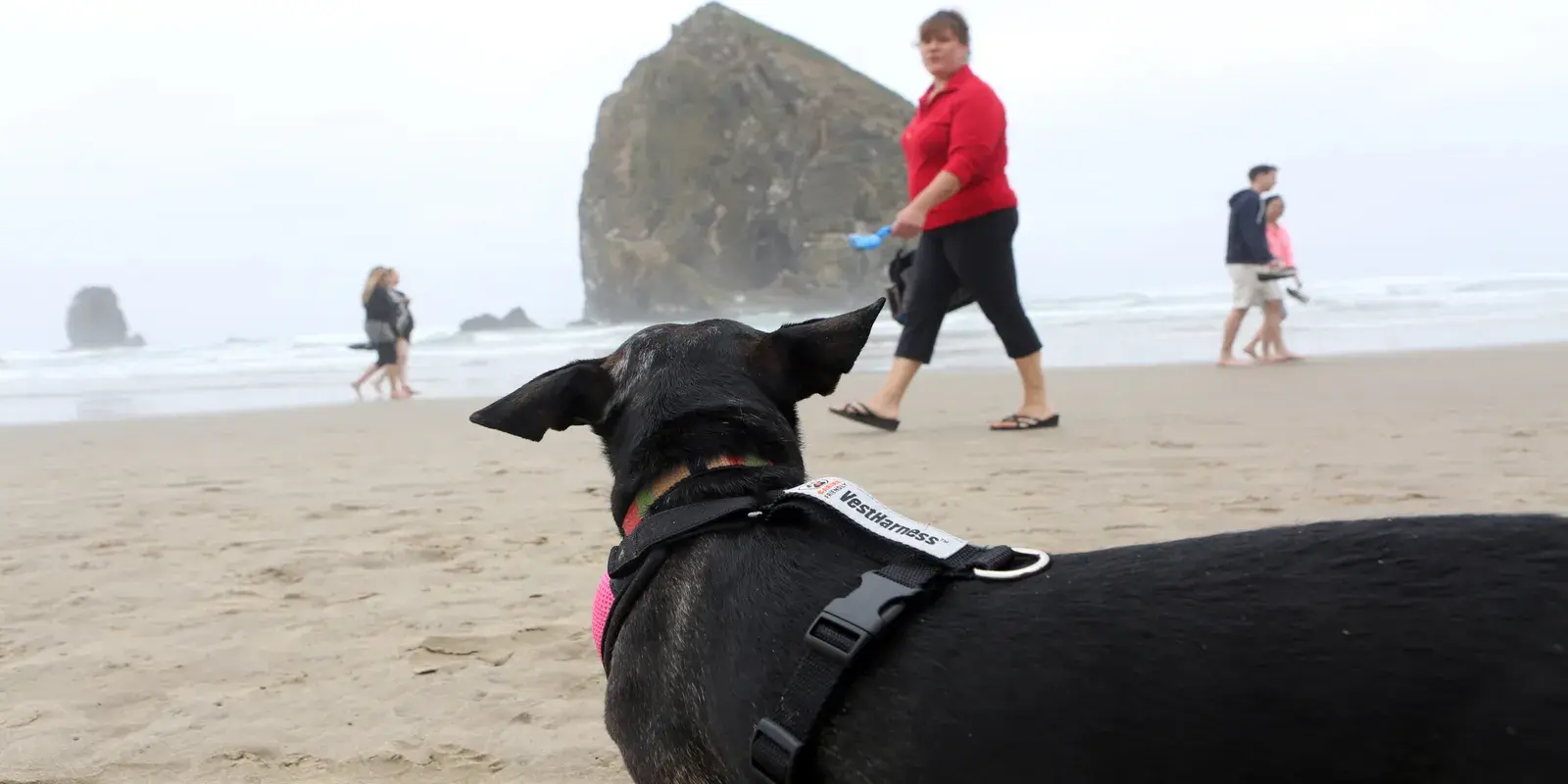 showing the image of "Cannon Beach, Cannon Beach, Oregon ", one of the Top 10 Dog-friendly beaches in the USA