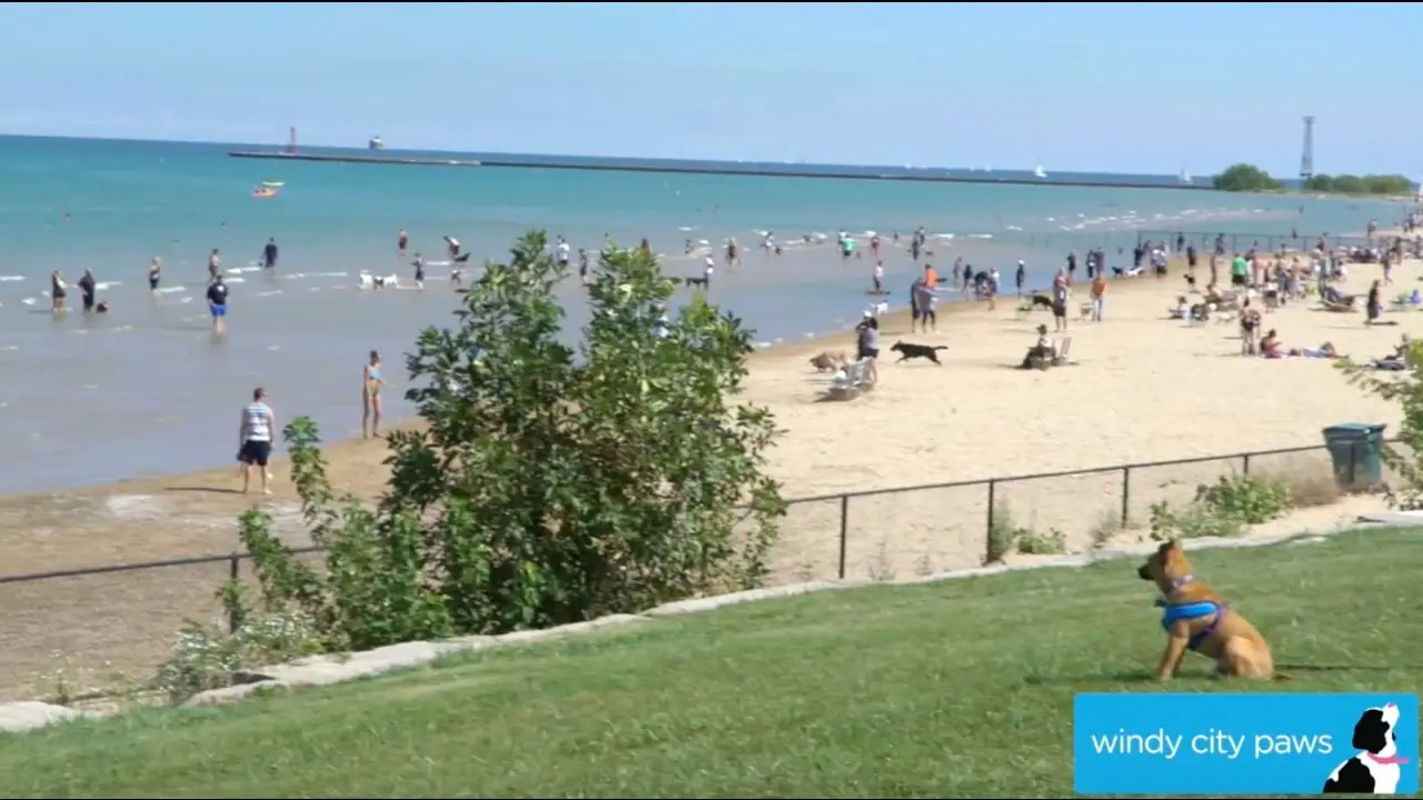 showing the image of "Montrose Dog Beach, Chicago, Illinois ", one of the Top 10 Dog-friendly beaches in the USA