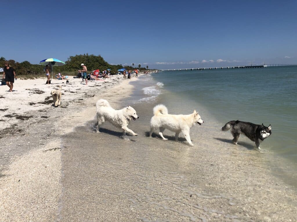 showing the image of " Fort De Soto Park, Tierra Verde, Florida ", one of the Top 10 Dog-friendly beaches in the USA