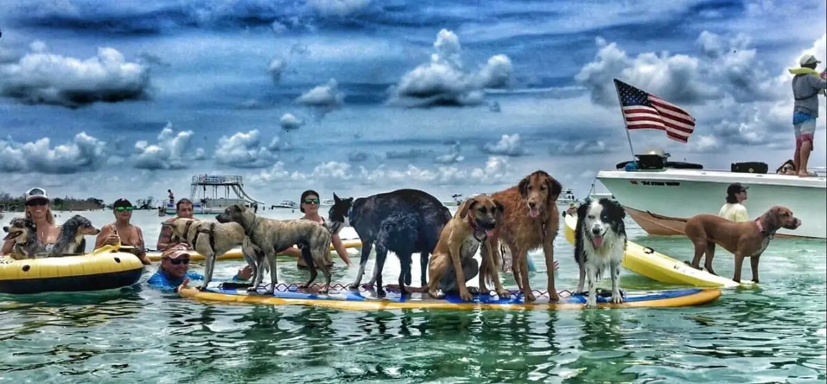 showing the image of " Dog Beach, Key West, Florida", one of the Top 10 Dog-friendly beaches in the USA