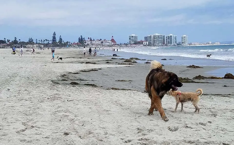 showing the image of " Coronado Beach, San Diego, California", one of the Top 10 Dog-friendly beaches in the USA