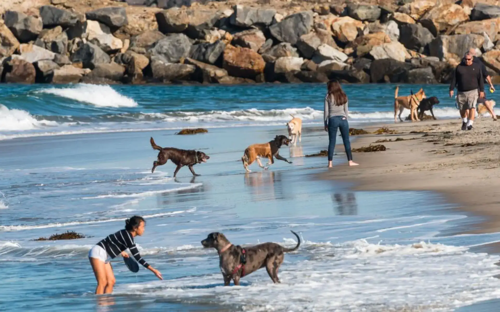 showing the image of " First Landing State Park, Virginia Beach, Virginia", one of the Top 10 Dog-friendly beaches in the USA