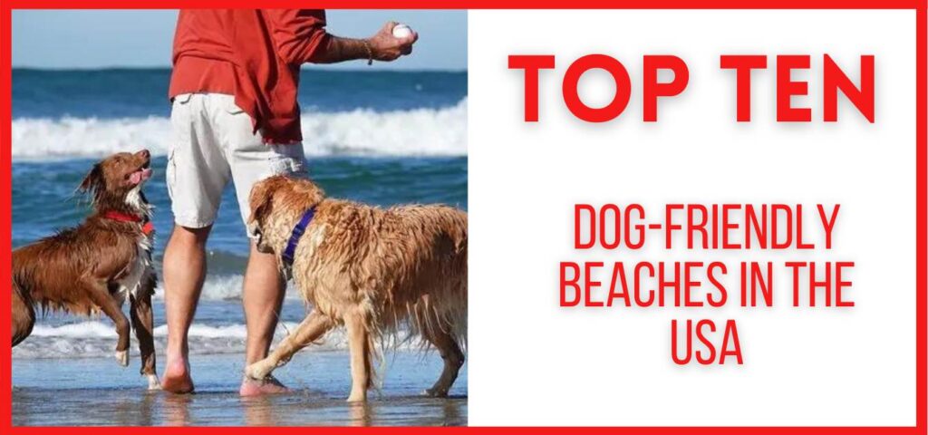 showing the image of Top 10 Dog-friendly beaches in the USA