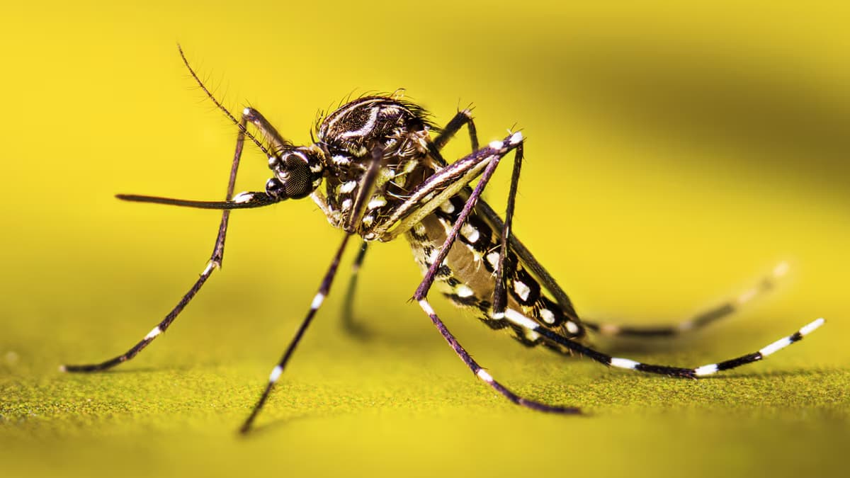 showing the image of " Mosquitoes ", one of the Most Dangerous animals in the World