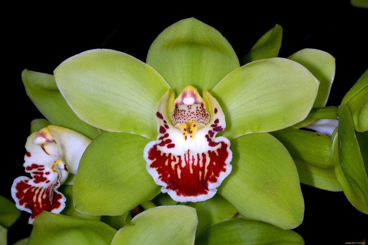 showing the image of " Shenzhen Nongke Orchid ", one of the Most Expensive Plants in the World. 