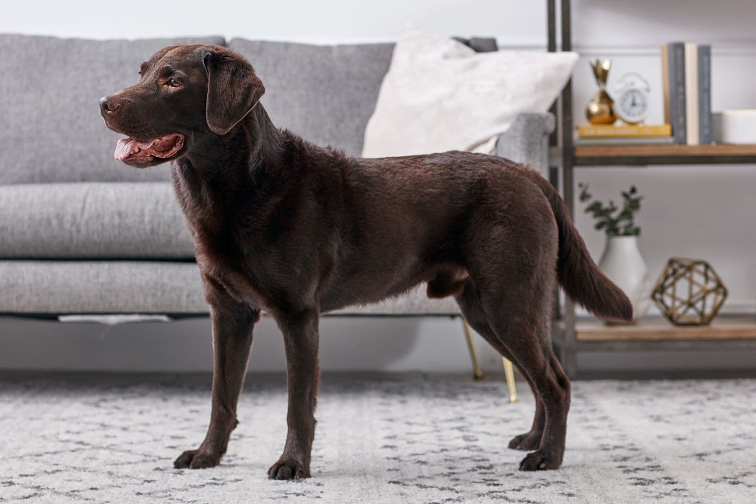 showing the image of " Labrador Retriever ", one of the Top 10 Popular Breeds of Family Dogs