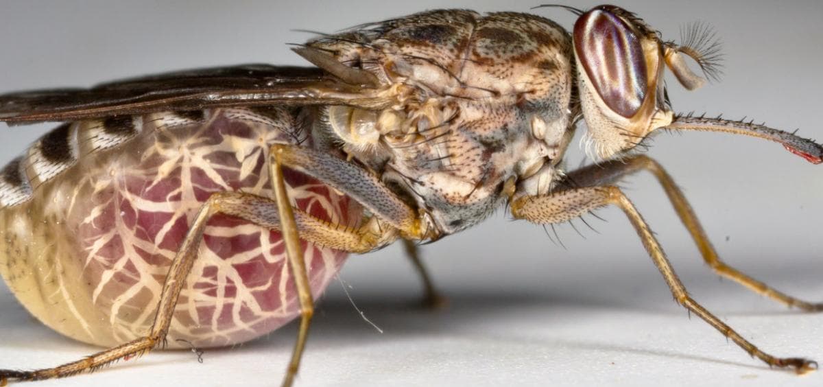 showing the image of " Tsetse Fly ", one of the Most Dangerous animals in the World