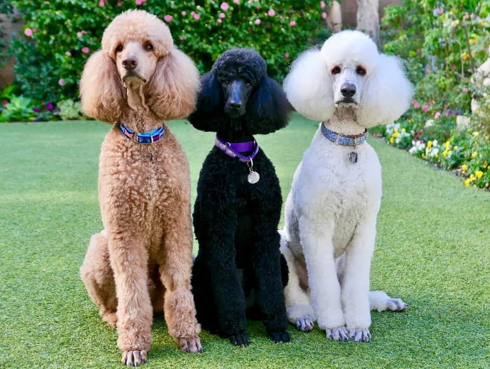 showing the image of " Standard Poodle ", one of the Top 10 Popular Breeds of Family Dogs