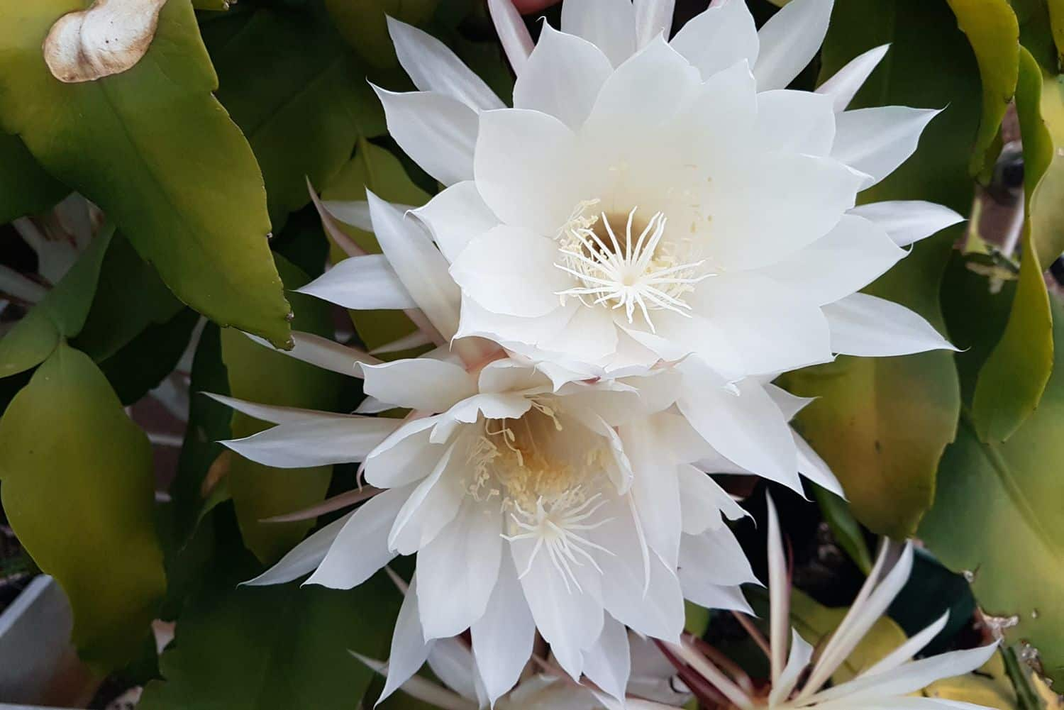 showing the image of " Kadupul Flower ", one of the Most Expensive Plants in the World. 