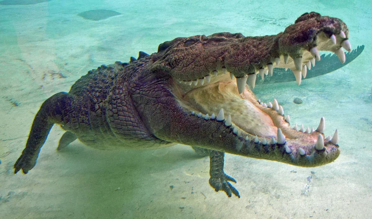 showing the image of " Saltwater Crocodiles ", one of the Most Dangerous animals in the World