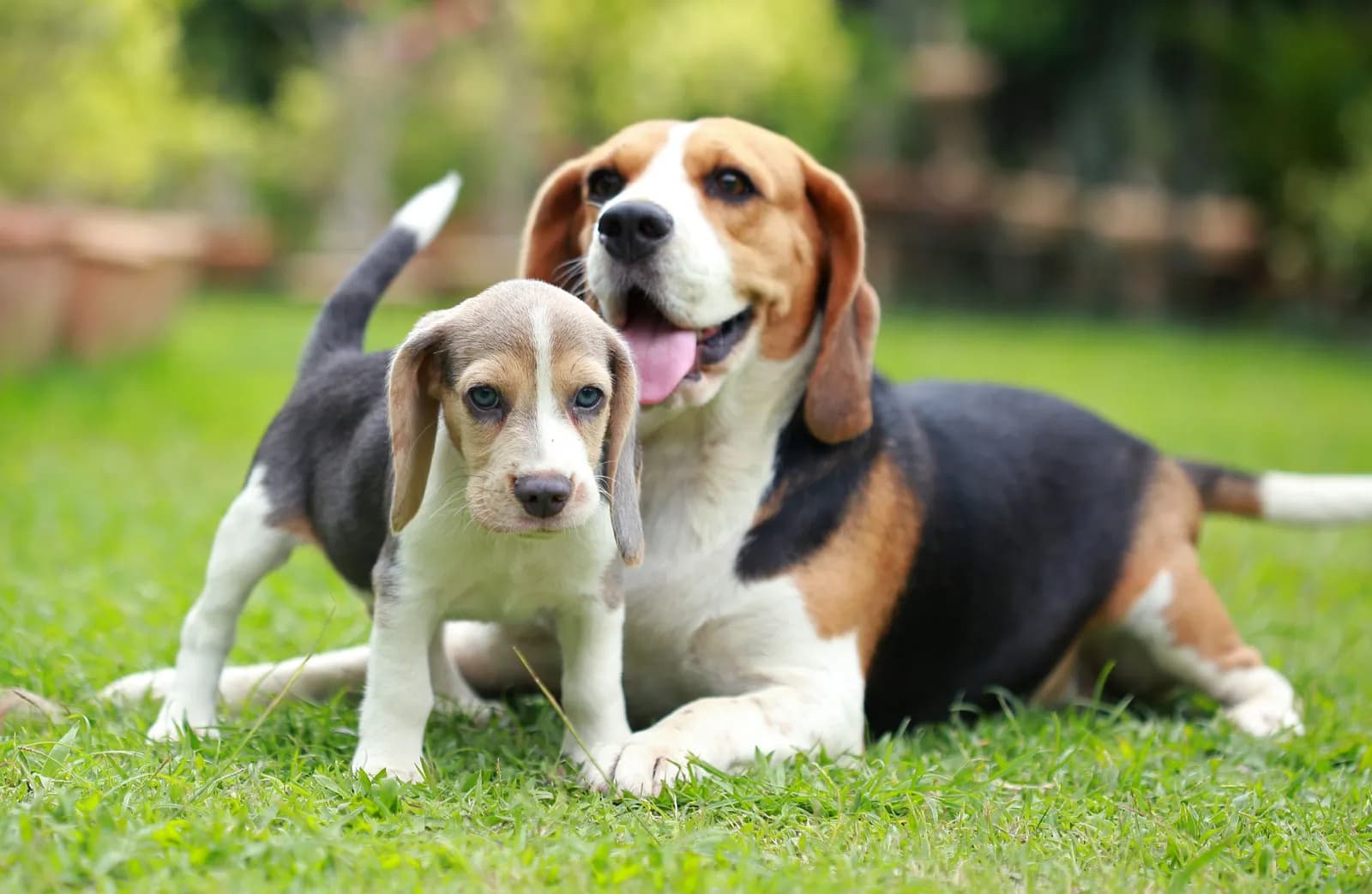 showing the image of " Beagle ", one of the Top 10 Popular Breeds of Family Dogs