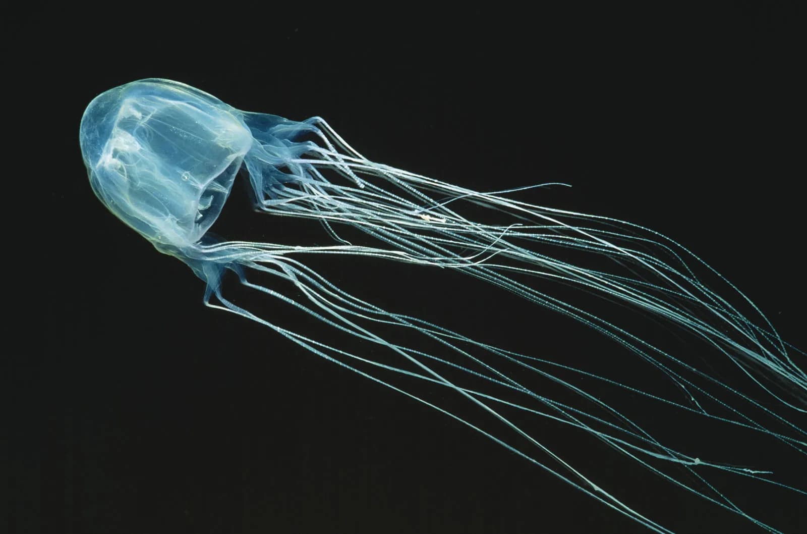 showing the image of " Box Jellyfish ", one of the Most Dangerous animals in the World