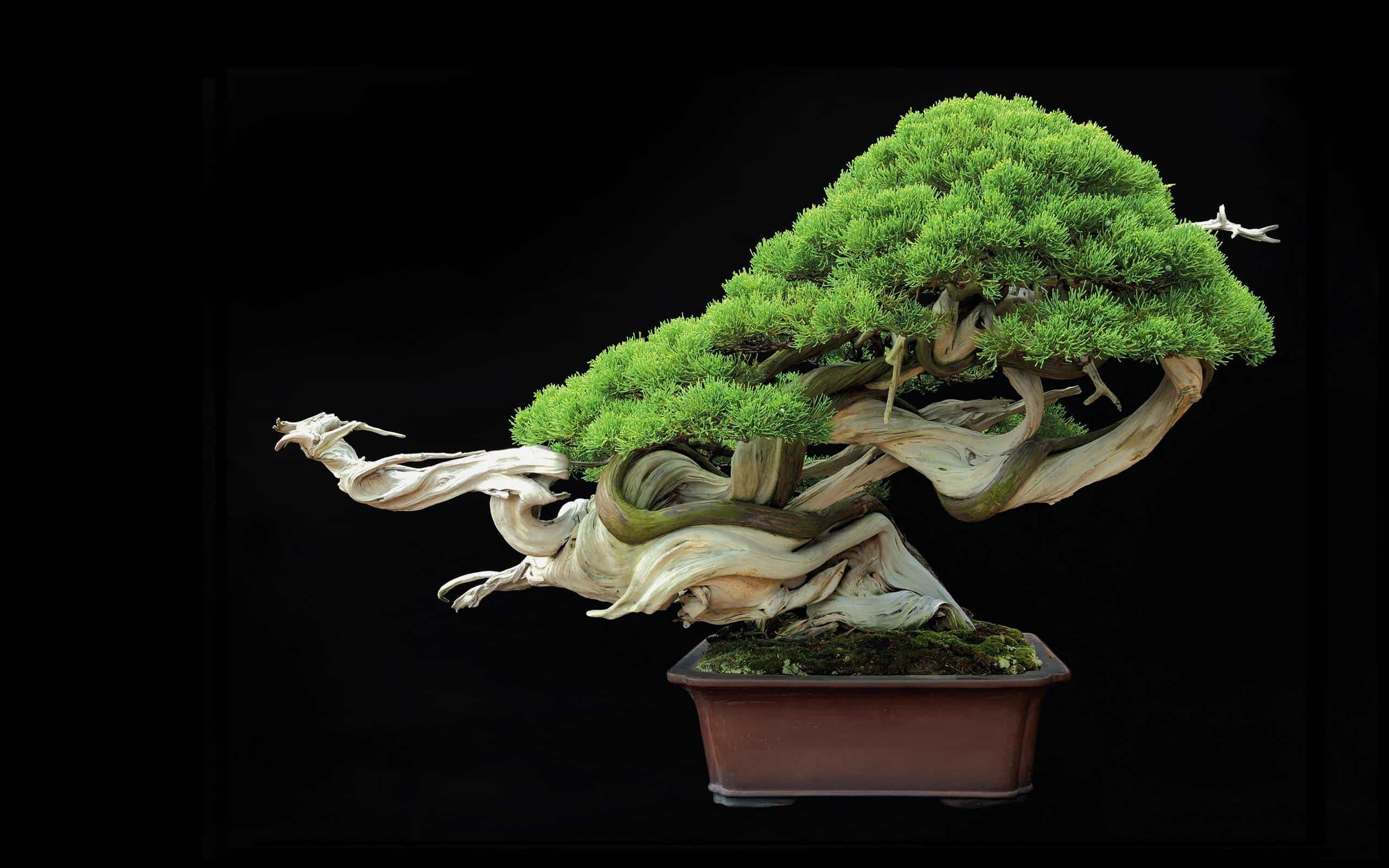 showing the image of " 250-Year-Old Juniper Bonsai Tree ", one of the Most Expensive Plants in the World. 