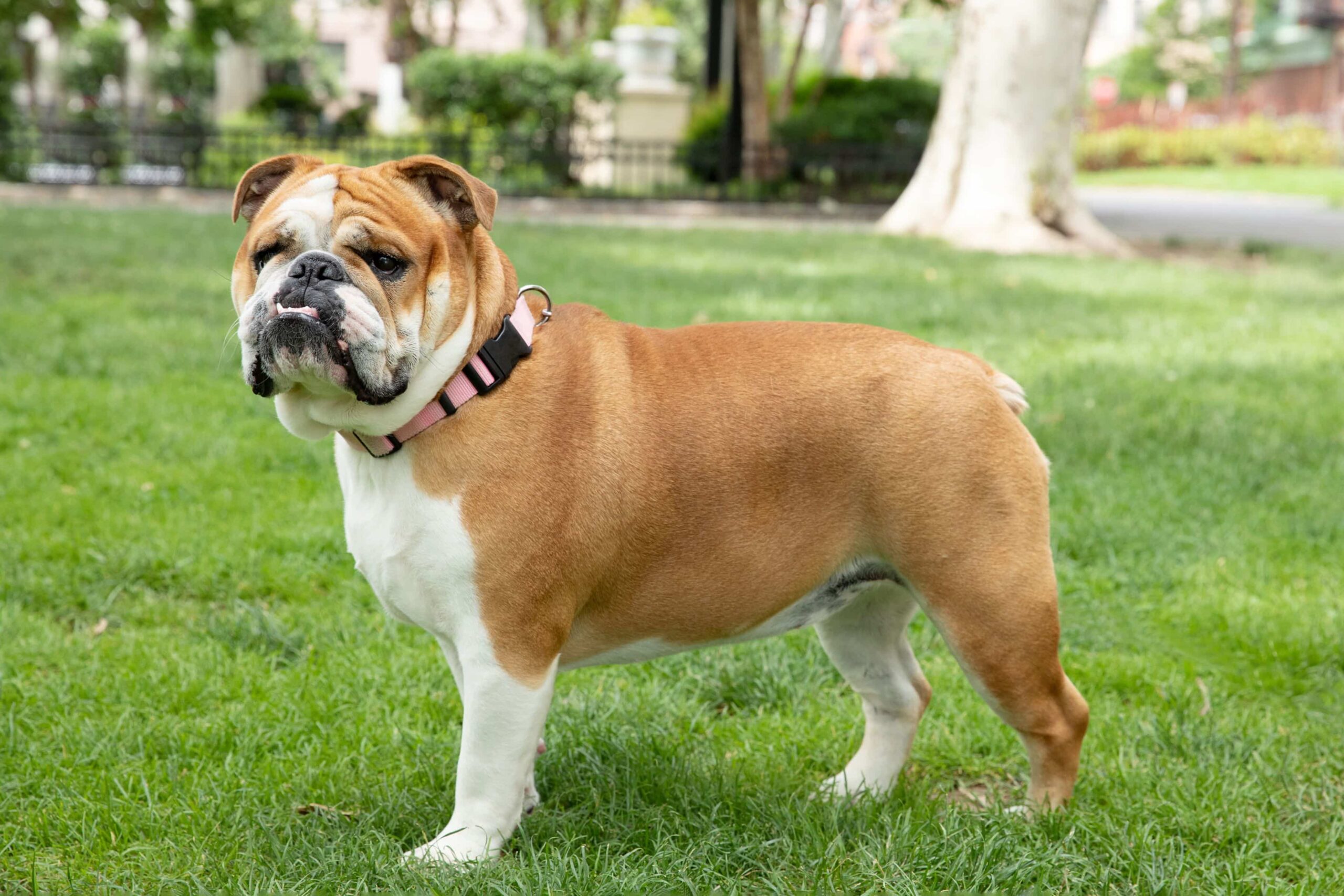 showing the image of " Bulldog ", one of the Top 10 Popular Breeds of Family Dogs