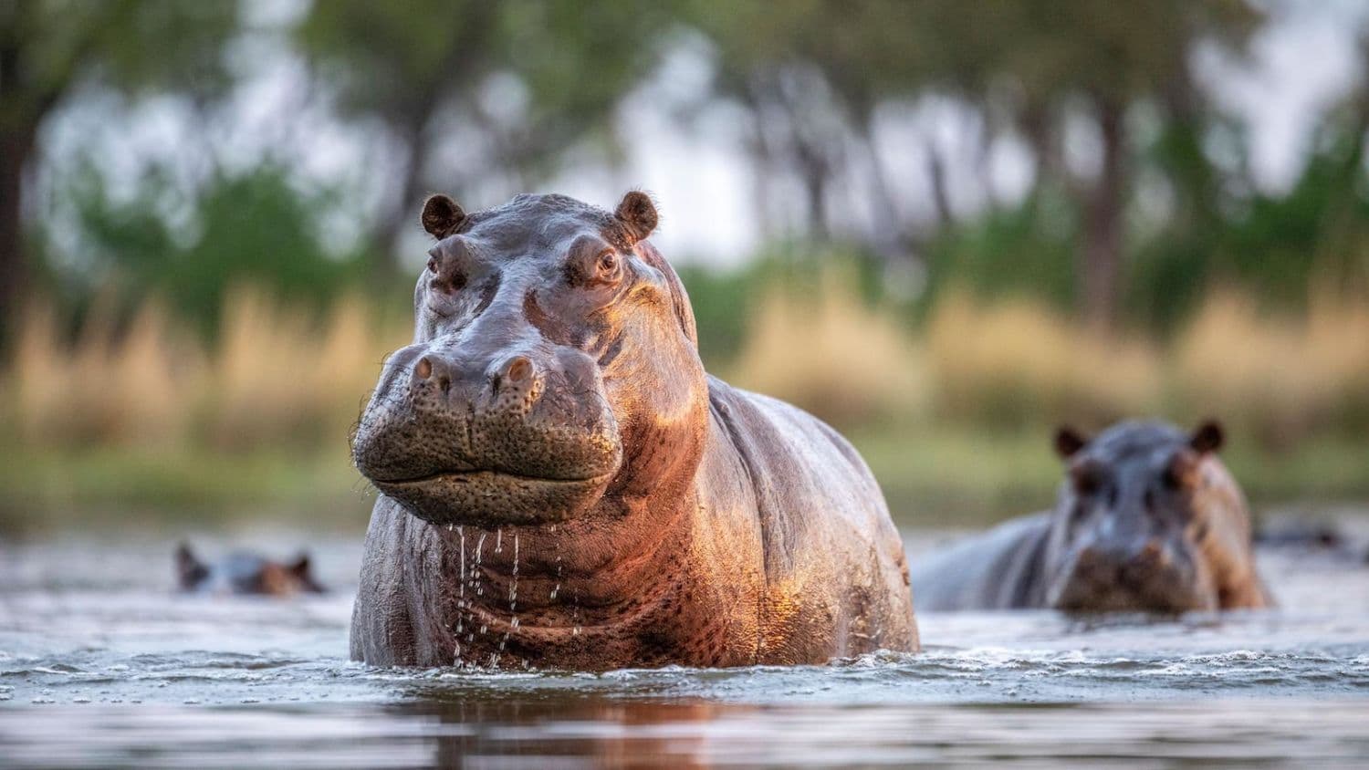 showing the image of " Hippopotamus ", one of the Most Dangerous animals in the World