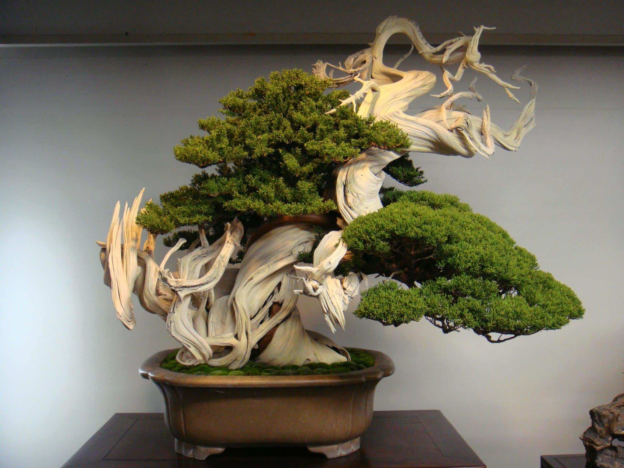 showing the image of " 800-year-old bonsai tree ", one of the Most Expensive Plants in the World. 