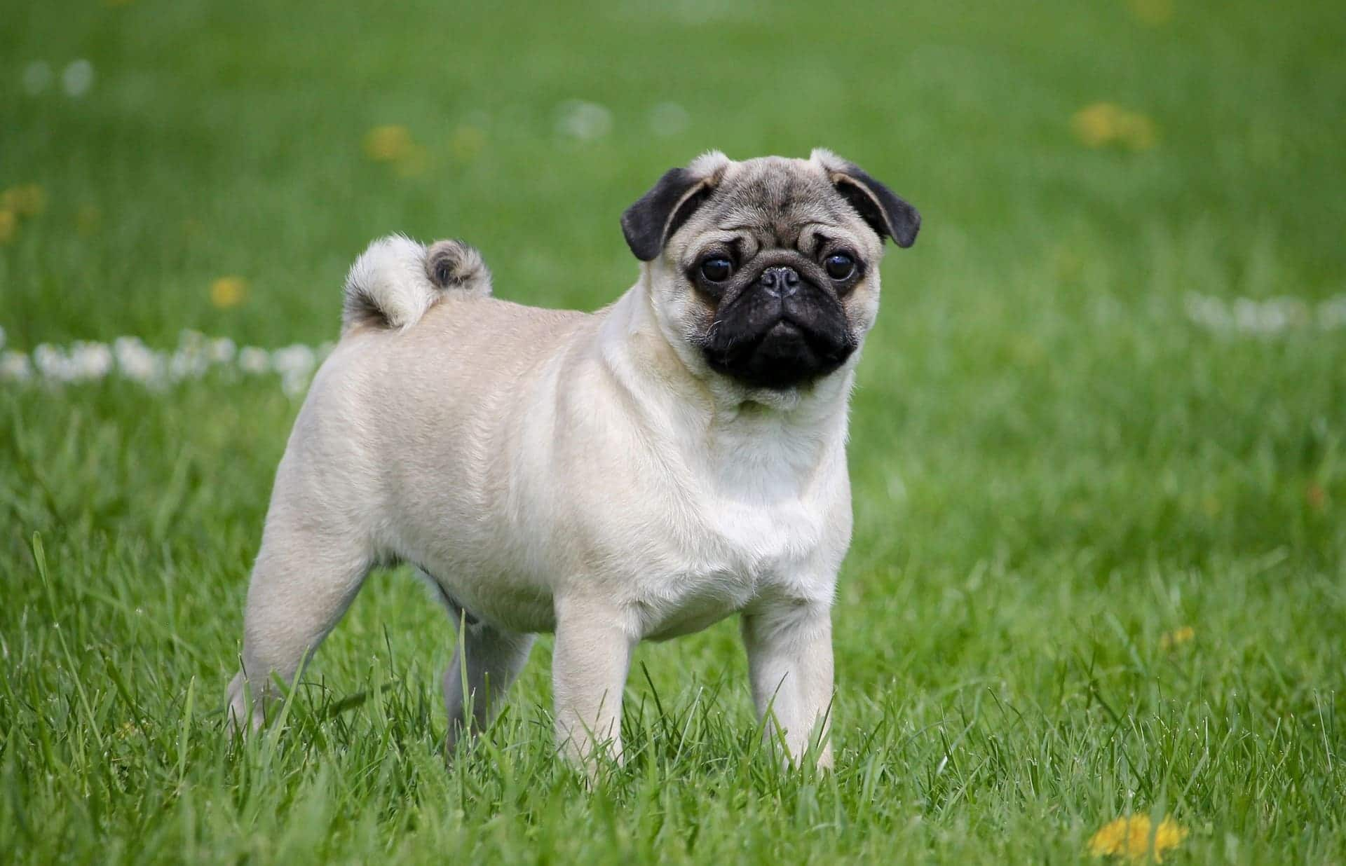 showing the image of " Pug ", one of the Top 10 Popular Breeds of Family Dogs