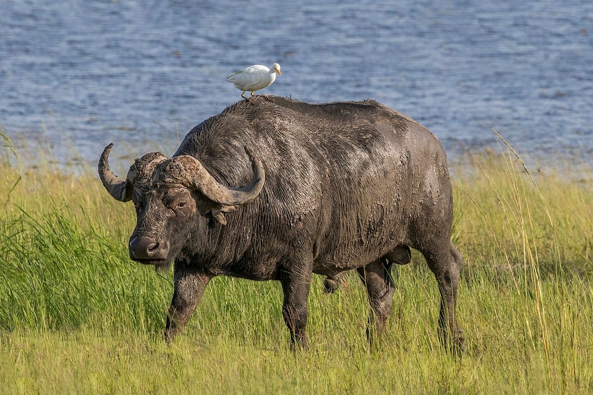 showing the image of " Cape Buffalo ", one of the Most Dangerous animals in the World