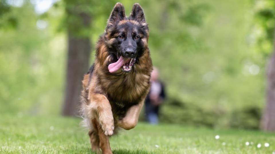 showing the image of " German Shepherd ", one of the Top 10 Popular Breeds of Family Dogs