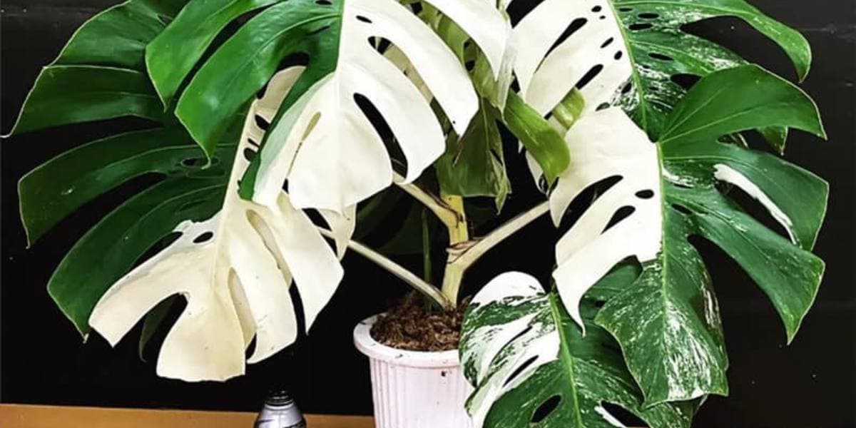 showing the image of " Variegated Monstera Minima ", one of the Most Expensive Plants in the World. 