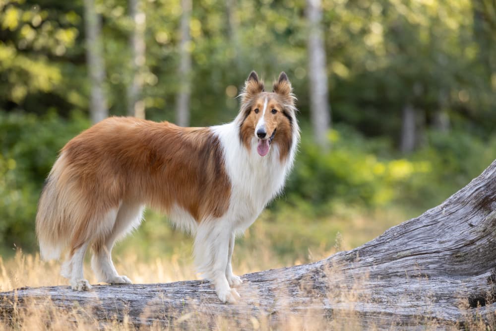 showing the image of " Collie ", one of the Top 10 Popular Breeds of Family Dogs