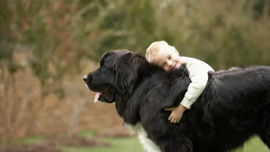 showing the image of " Newfoundland ", one of the Top 10 Popular Breeds of Family Dogs