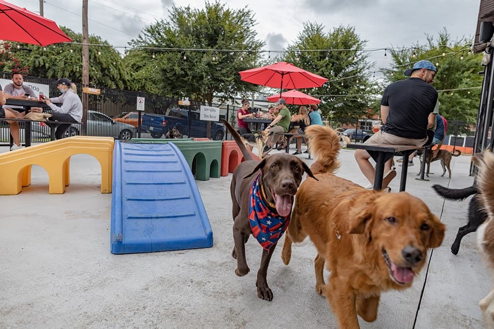 showing the image of " Pub Dog ", one of the Top 10 Dog Bars in the USA