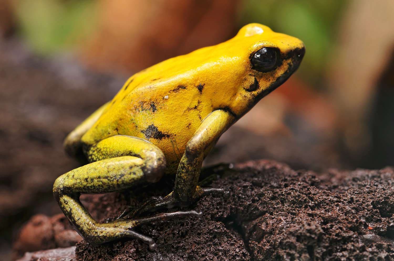 showing the image of " Golden Poison Dart Frog ", one of the Most Dangerous animals in the World