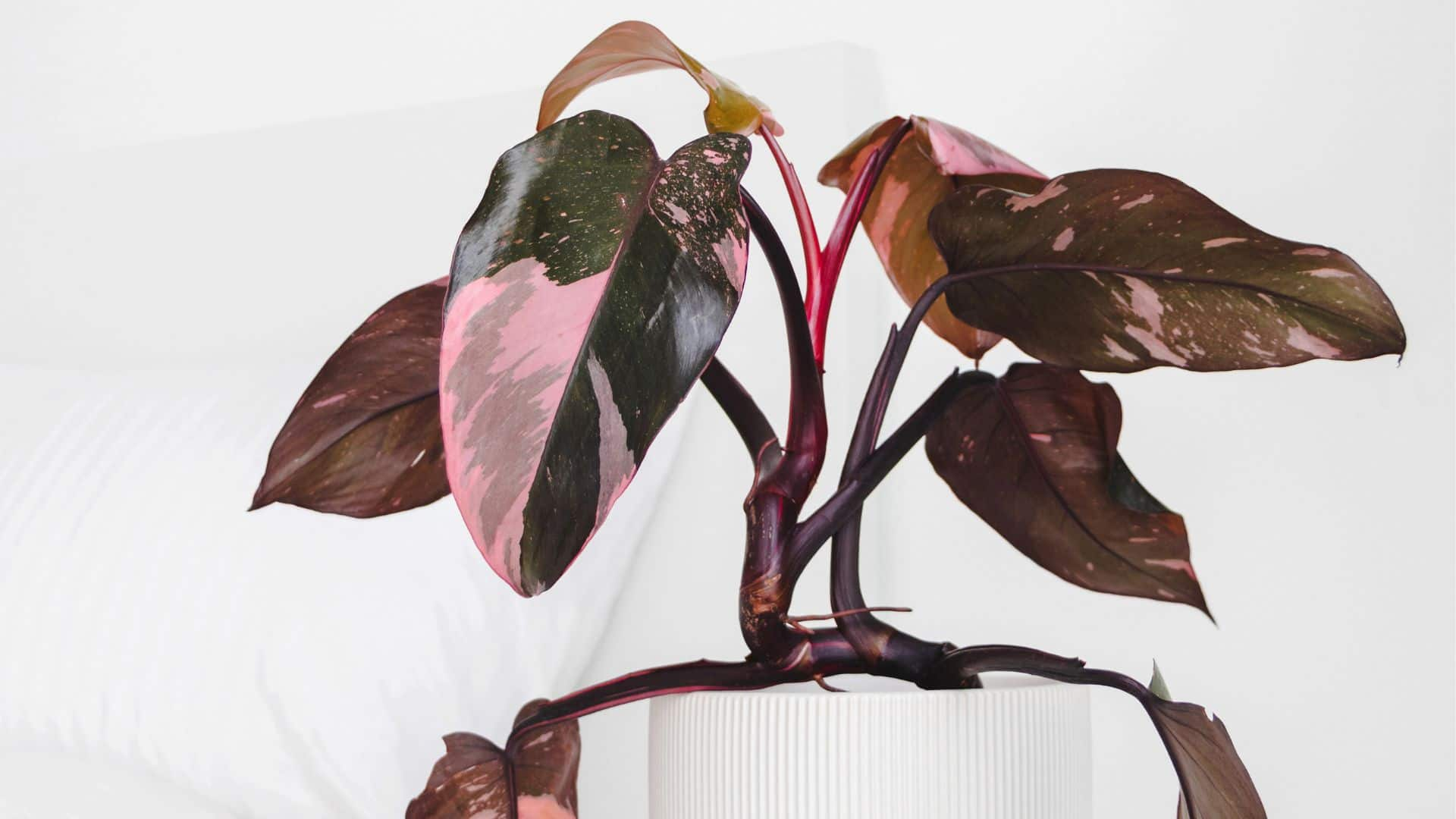 showing the image of " Pink Princess Philodendron ", one of the Most Expensive Plants in the World. 