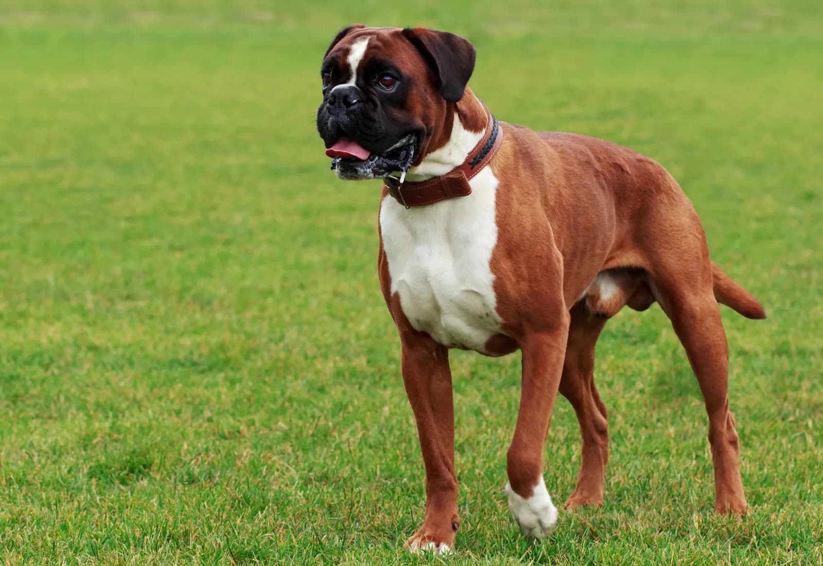 showing the image of " Boxer ", one of the Top 10 Popular Breeds of Family Dogs