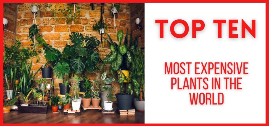 showing the image of Top 10 Most Expensive Plants in the World