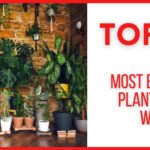 showing the image of Top 10 Most Expensive Plants in the World