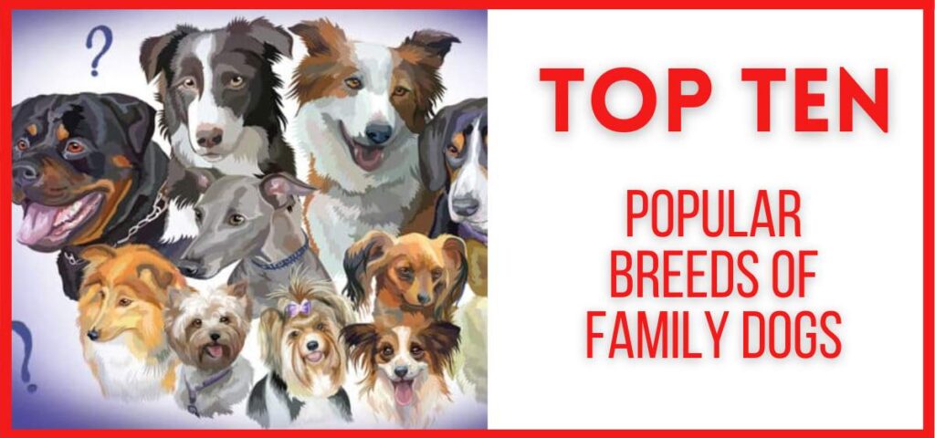 showing the image of breeds of family dogs